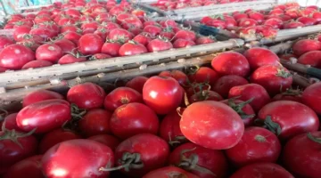 سوق الجملة يسجل 1100 جنيه لقفص الطماطم وسط موجة ارتفاع جديدة